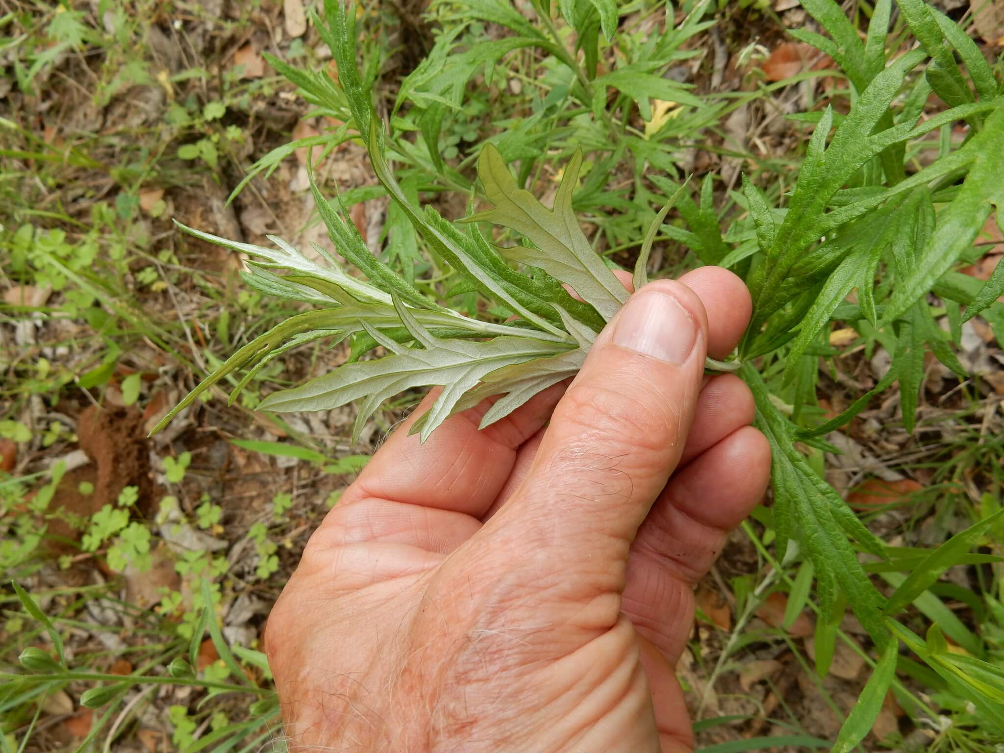 Artemisia ludoviciana ssp.mexicana